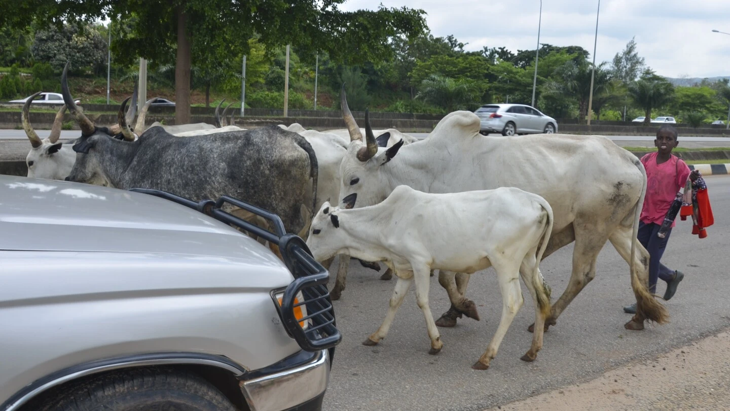 Cows obstruct Nigeria's capital as climate change and development leave herders with nowhere to go