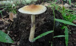 Psychedelic Mushrooms Won't Make You Believe In God, But They Might Make You Think Robots Are Conscious, Study Finds - Marijuana Moment
