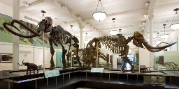 Mammoth or Mastodon: What's the Difference? | AMNH