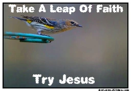 Leap Of Faith bird