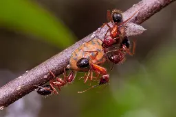 It Turns Out That Ants Can Amputate, Too