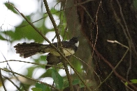 Malaysian pied fantail