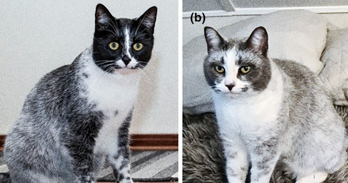 Mutation Has Led to a New Type of Cat, Scientists Say