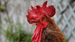 France passes law protecting cocks' right to crow in the countryside