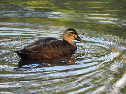 Pacific Black Duck (Anas superciliosa) - Keith Boden Wetlands, Chermside, Australia - May 2024