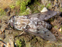 Tabanidae - Wikipedia