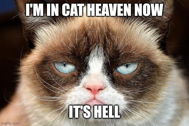 grumpy cat in cat heaven