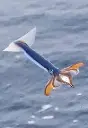 FlyingSquid