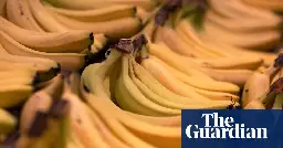 Over 40kg of cocaine found in banana deliveries to French supermarkets