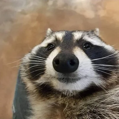 happy raccoon face