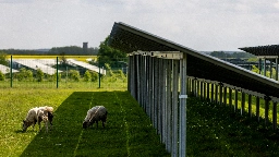 Farmers who graze sheep under solar panels say it improves productivity. So why don’t we do it more?