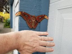 First U.S. Sighting of Massive Atlas Moth Confirmed