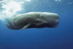 Scientists Discover a 'Phonetic Alphabet' Used by Sperm Whales, Moving One Step Closer to Decoding Their Chatter