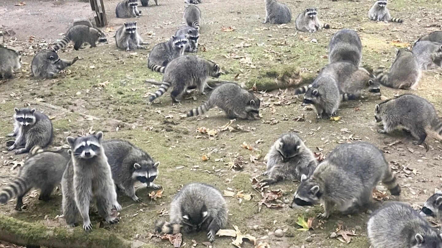 Washington state woman calls 911 after being hounded by up to 100 raccoons