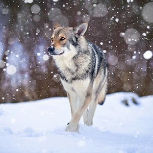 saarloos wolfhound walking while snow falls