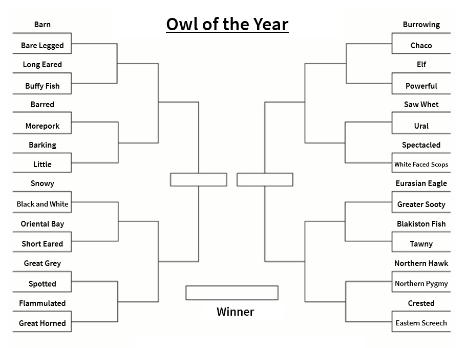 Owl of the Year Tournament