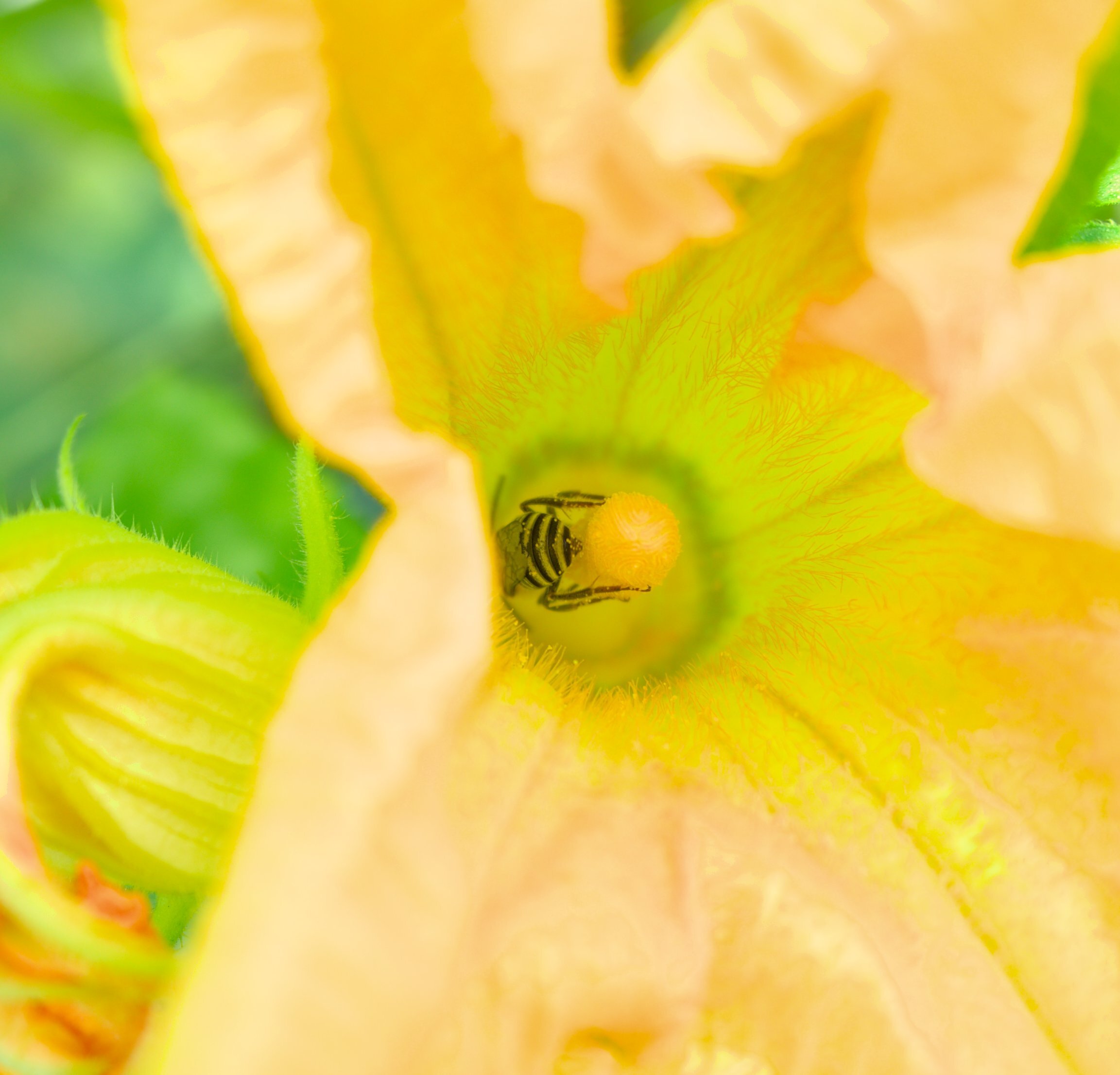 There's a butt in that flower!