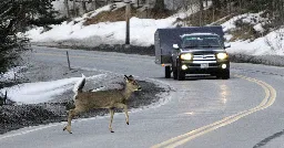 How cars ruin wild animals’ lives