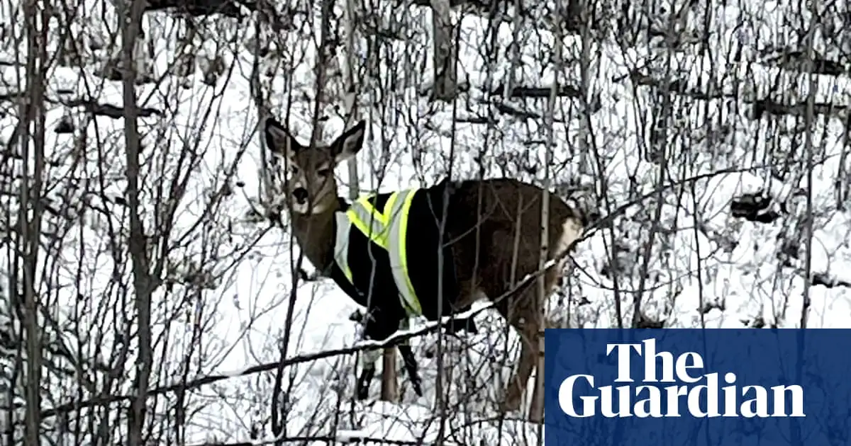 Elusive deer spotted wearing high-vis jacket in Canada: ‘Who is responsible?’