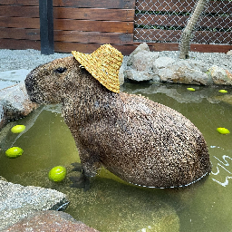 Capybara - lemy.lol