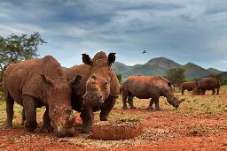 Translocation of 2,000 rhinos in Africa gets underway in “one of the most audacious conservation efforts of modern times”