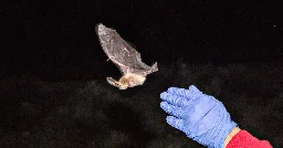 Surprising New Research Links Infant Mortality to Crashing Bat Populations