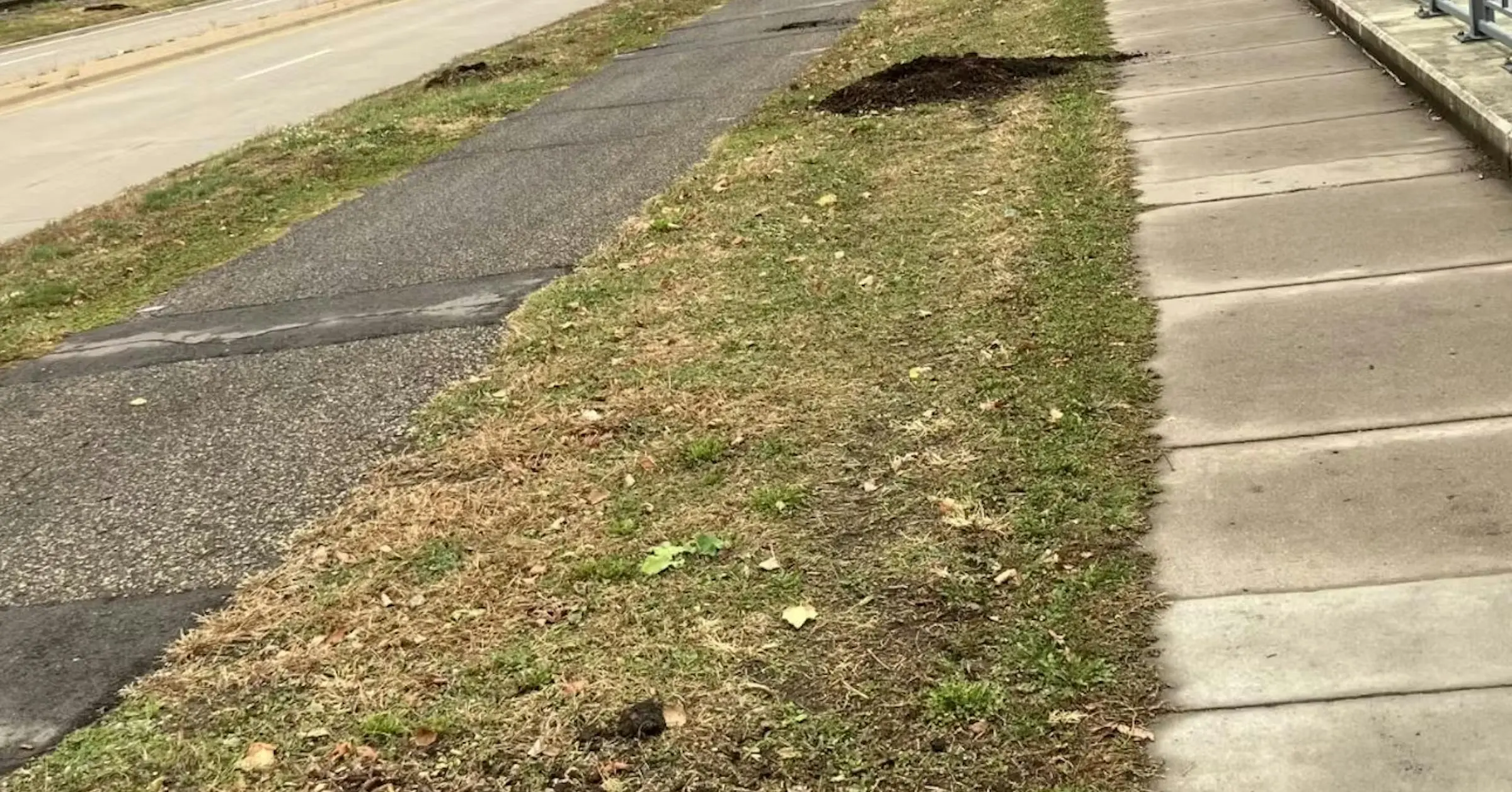 Vandals uproot 60 new trees along St. Paul riverfront, costing city $40,000