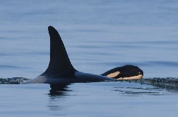 Can B.C.'s southern resident orcas be taken off the path to extinction?