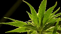 DEA to reclass marijuana to Schedule III