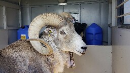 Montana man used animal tissue and testicles to breed 'giant' sheep for sale to hunting preserves