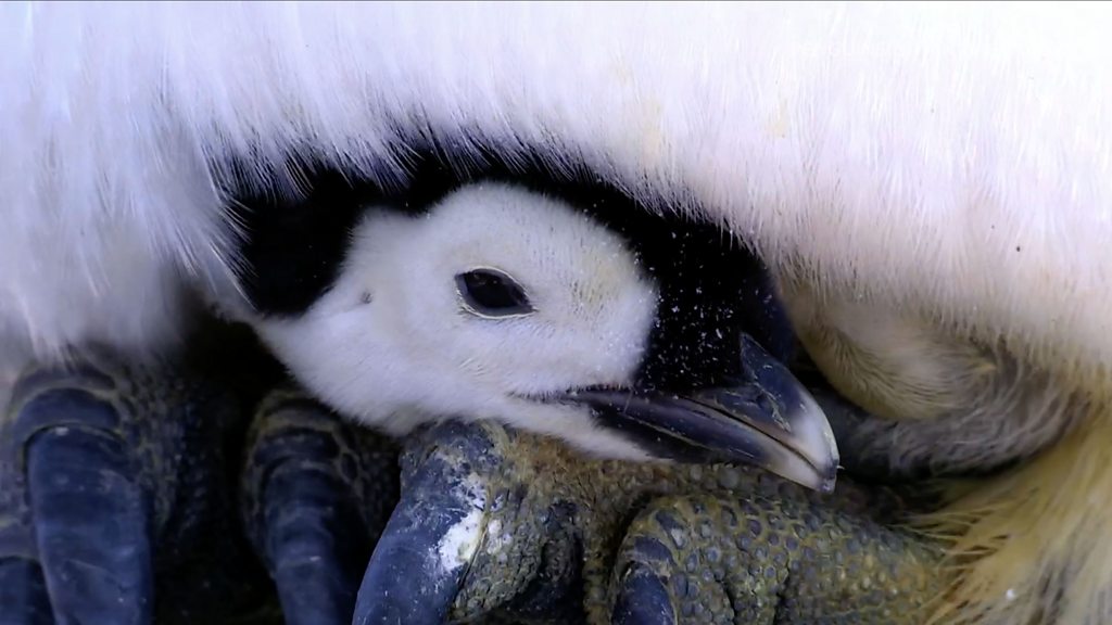 What makes the emperor penguin an egg-cellent father