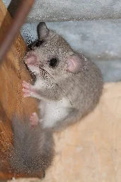 European edible dormouse - Wikipedia