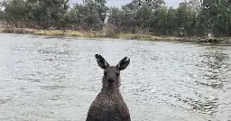 A man in Austria was out for a walk, doggo disappeared, found to be getting drowned by a kangaroo. Man punched kangaroo, which then attempted to drown him. - Video