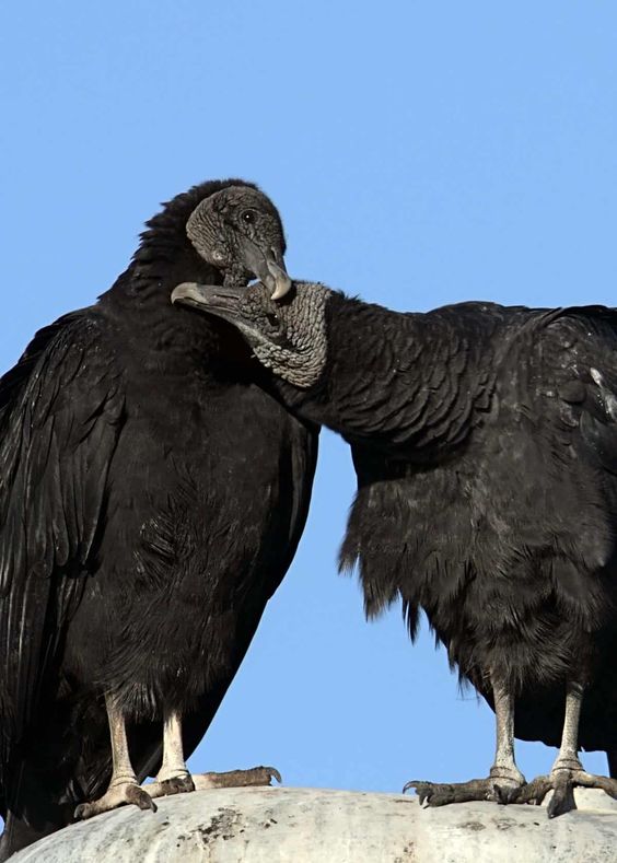 The Coragyps atratus - Black vulture - mates for life