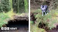 Dog walker films winds lifting forest floor in Scotland