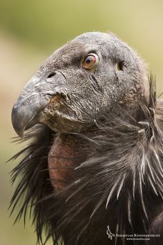 Juvenile male California Condor, Pinnacles National Monument