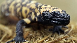 Colorado man died from pet Gila monster's venomous bite, autopsy shows