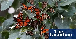 Monarch butterflies to be added to threatened species list in the US