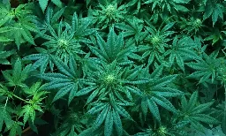 DOJ weighs cannabis economic impact of rescheduling (Newsletter: May 21, 2024) - Marijuana Moment