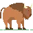 buffalo