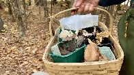 Mushrooms’ popularity is booming, but so are poisonings, experts warn