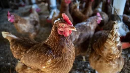 Poultry enterprise in California to pay $4.8M after employing children to work with sharp knives