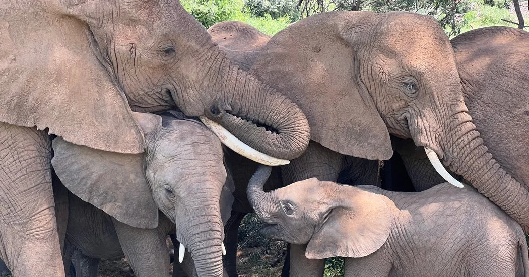 Every Elephant Has Its Own Name, Study Suggests