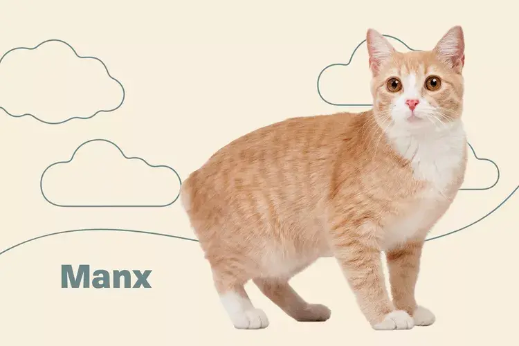 picture of an orange manx cat