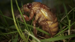 Cicadas are nature's weirdos. They pee stronger than us and an STD can turn them into zombies