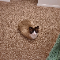 A polite loaf