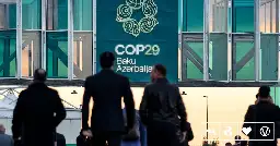 Meat And Dairy Products Mislabeled As Vegan And Vegetarian At COP29