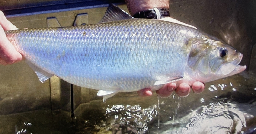 Susquehanna River Fish Passage | U.S. Fish & Wildlife Service