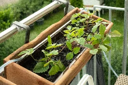 Automatic watering system for my strawberries