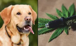 Cannabis May Be 'Viable Alternative' Treatment For Dogs With Common Skin Disease, Case Study Shows - Marijuana Moment